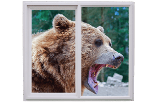 BEAR2-01.png