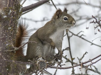 squirrel-300223_1920.jpg